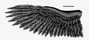 Steel Eagle By K Ku Stock On - Eagle Wing Black And White