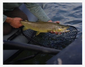 Flycraft Fishing Net - Fishing