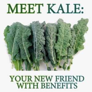 Meet-kale - 8000 Seeds Lacinto Kale