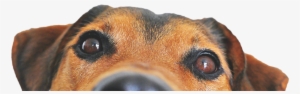 Dogface-tilt - Dog Food Recipes, The Dogs Dinner: Home Made Food And