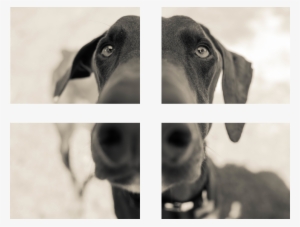 Four Print Squares - Companion Dog