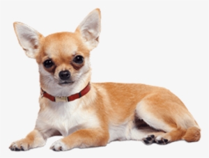 Chihuahua Lying Down - Chihuahua Puppies