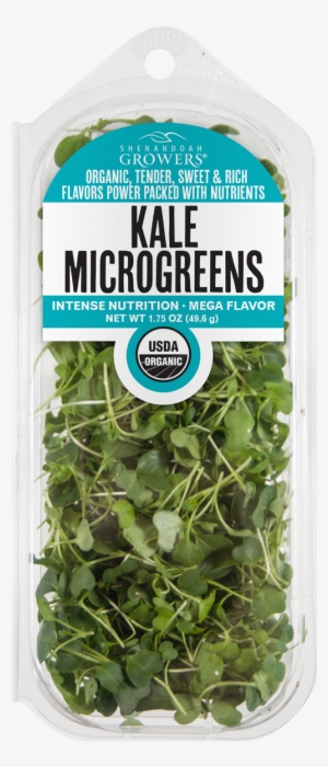Kale Microgreens - Tap4 Mein Grünes / Wiesen Edel Weisse