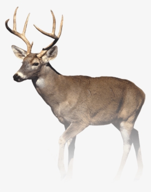 Still No Eyed Deer Joke