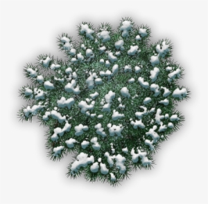 39 310k Tree, Snowy Pine C 06 Feb 2009 - Sabal Minor