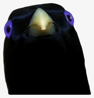 Ron Lemme Smash Bird