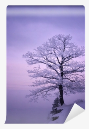 Beautiful Trees Covered In Snow