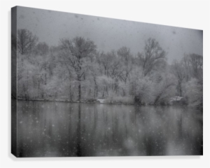 Snowy Trees Canvas Print - Reflection