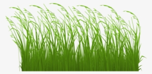 Swamp Vector Grass Clipart Royalty Free Library - Tall Grass Clipart