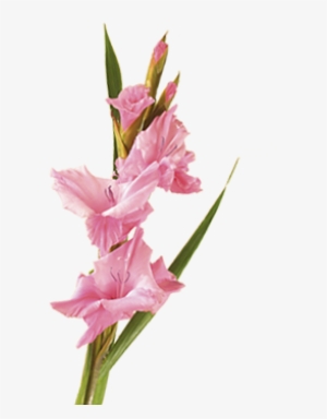 Shop For Lily - Gladiolus Flower Png