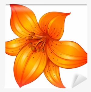 Orange Flower White Background