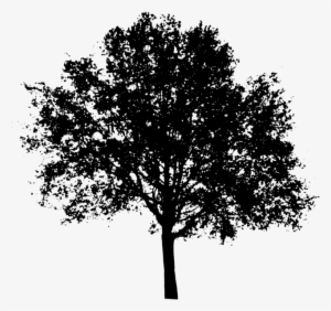 Oak Tree Silhouette Png Clipart Transparent Library - Maple Tree Silhouette Png
