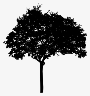 Free Download - Tree Silhouette High Resolution