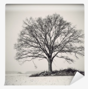 Oak