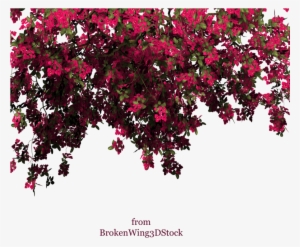 Rose Bush Clipart Bougainvillea Plant - Bouganville Psd