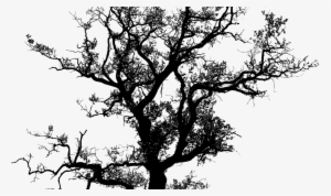 Banner Black And White Library Oak Tree Silhouette - Tree Silhouette Vector