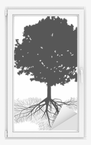 Black Oak Tree With Large Root Isolated On White Window - Rocha