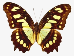 Png Transparent Brown And Yellow Real Butterfly Clipart - Siproeta Stelenes