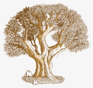 Euclidean Vector Tree Southern Live Oak - Desenho De Um Carvalho