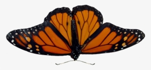 Butterfly Png Image - Angangueo
