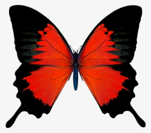 Black And Red Butterfly Png Picture