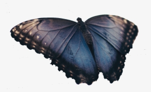 Real Blue Butterfly - Brush-footed Butterfly