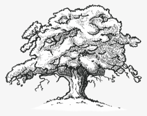 Oak Tree Drawing - Red Oak Tree Drawing