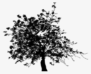 This Free Icons Png Design Of Detailed Tree Silhouette