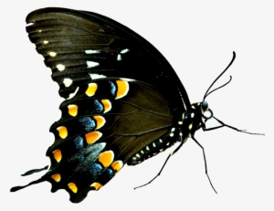 Butterflies Swarm Png - Imagenes De Mariposas Png