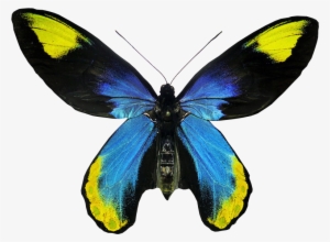 Ornithoptera Victoriae Regis Butterfly Transparent - Real Butterfly No Background