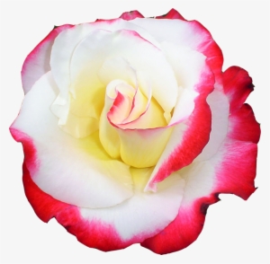 Tube Rose Png Transparent