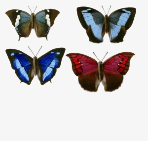 Butterflies Png - Exotic Butterflies 1866 Paphia Poster Print By W Chapman