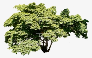 Parent Category - Wide Tree Png