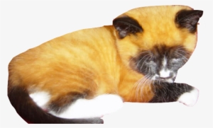 Cool Cats By Ujku - Fox Kittens