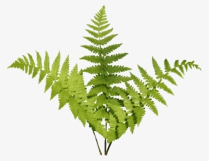 Jungle Plant Png - Vaporwave Lockscreen