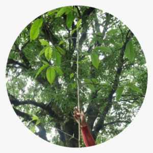 Cloud Forest - Rainforest