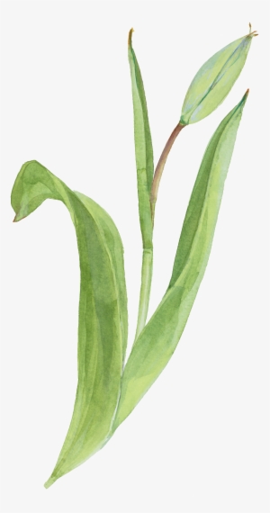 Beautiful Hand Painted Watercolor Flowers Decorative - Watercolor Painting