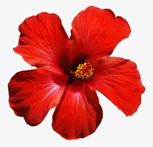 Red Flowers Png Download Image - Hibiscus Flower