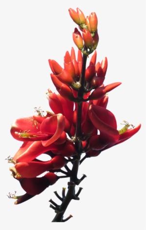 Red Flowers Png Pic - Australian Native Plants Transparent Background