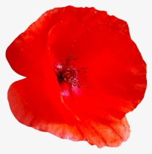 Red Poppy Flower Png