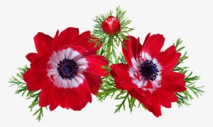 Anemone, Red, Flowers, Spring, Garden, Nature - Anemone