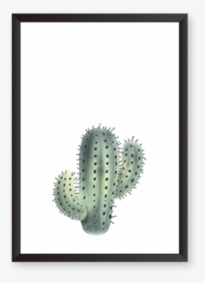 Cactus - Prickly Pear