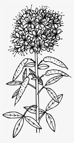 This Free Icons Png Design Of Rocky Mountain Beeplant