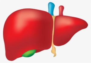 Clipart Transparent Canabis Prevents Alcohol Liver - Liver Png