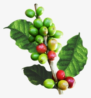 Rama De Cafe Png - Hojas De Cafe Png