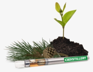 200 Mg Cbd Disposable Vape Pen