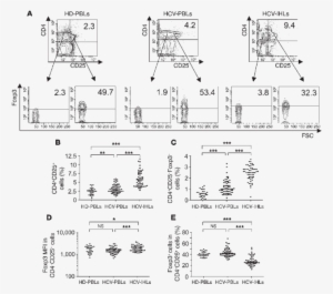 Clip Art Royalty Free Library Treg And Teff Repertoire - Peripheral Blood Cell