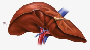 Human Liver Png