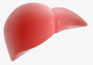 Health Liver Fibronostics - Liver Made Out Of Clay