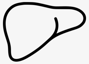 Liver Organ Anatomy Medicine Hepatology Comments